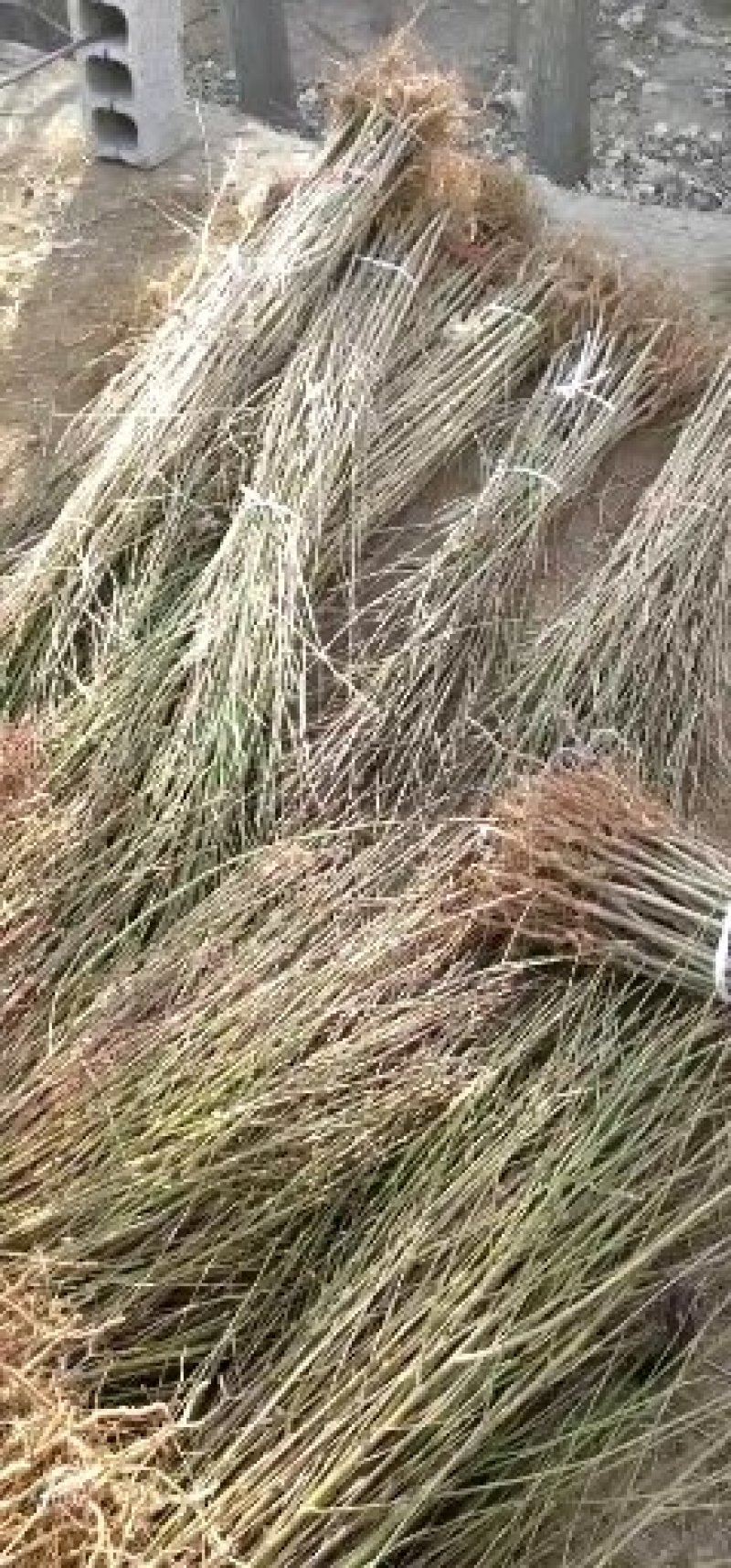 桃树苗，毛挑实生苗自家苗圃种植，现挖现发货