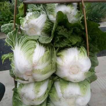 黄心大白菜