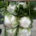 黄心大白菜