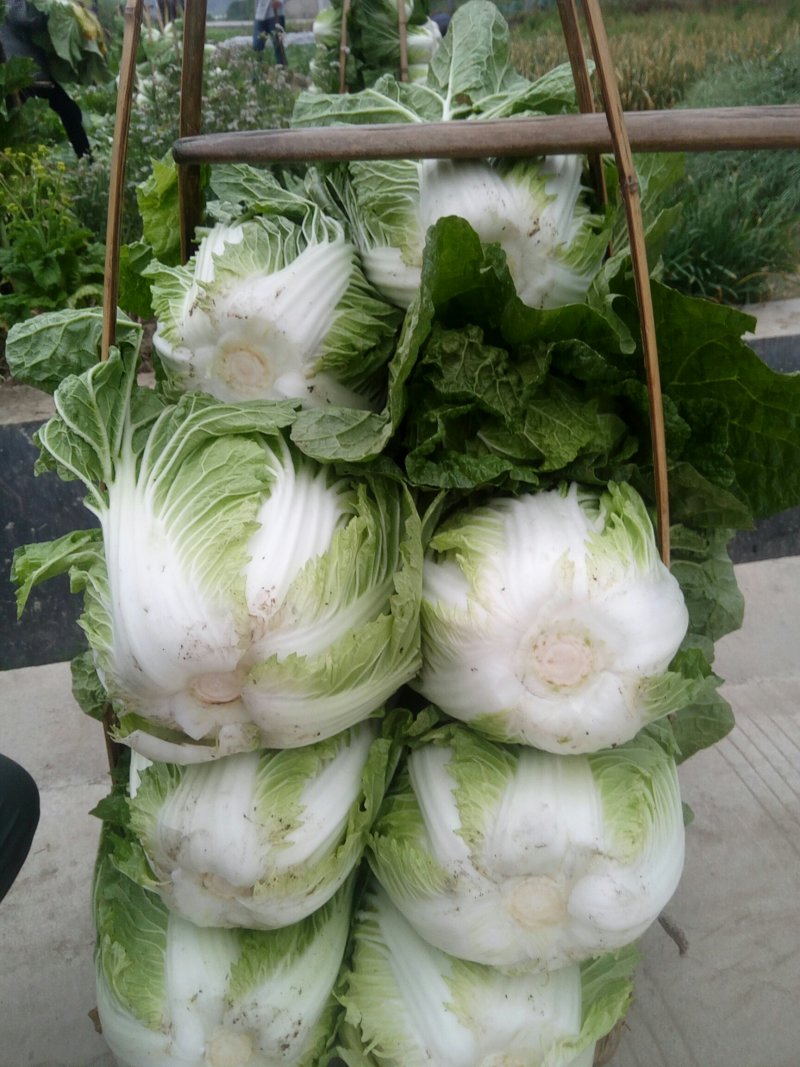 黄心大白菜