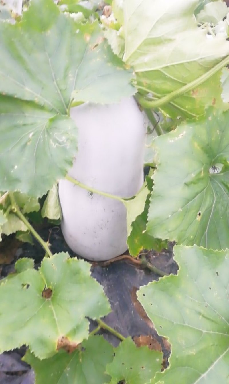 白皮冬瓜