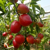 大棚油桃