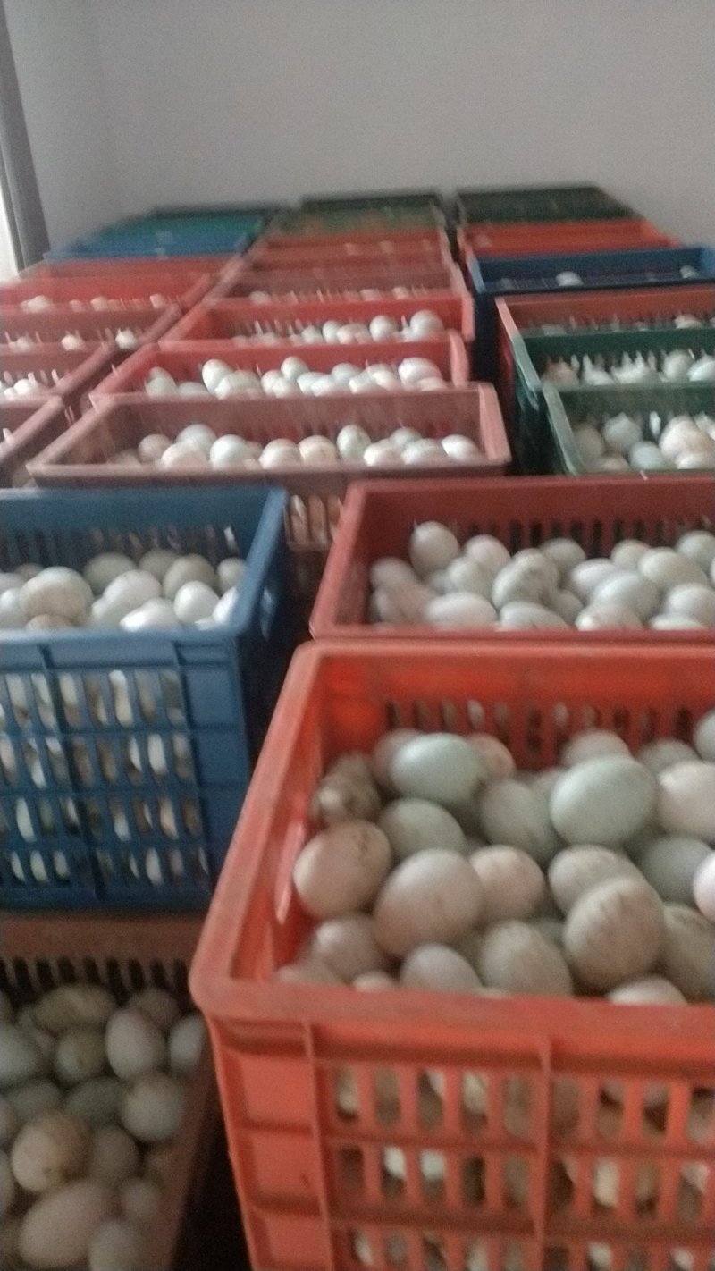 长年批发青壳红心鲜鸭蛋