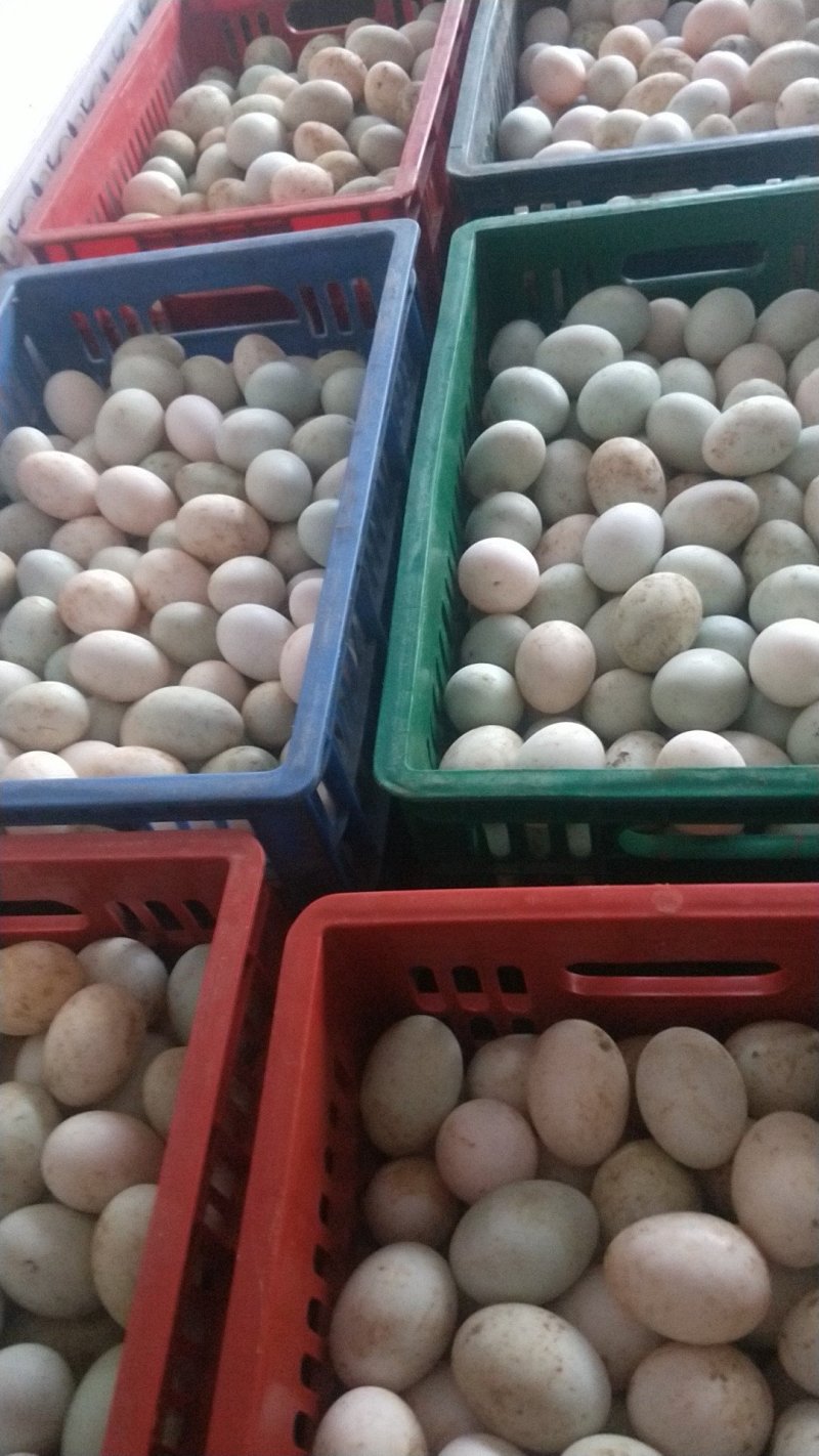 长年批发青壳红心鲜鸭蛋