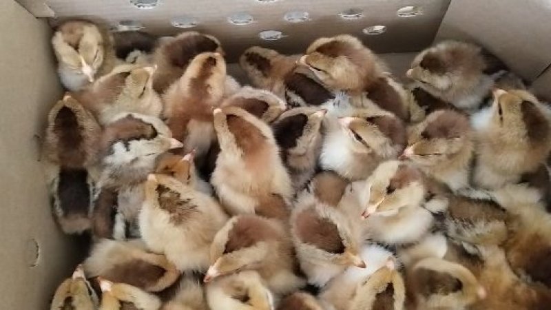 厂家直销正宗清远麻鸡苗放养土鸡苗麻鸡幼崽