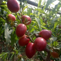 大棚油桃