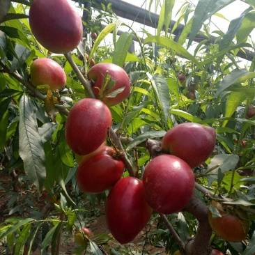 大棚油桃