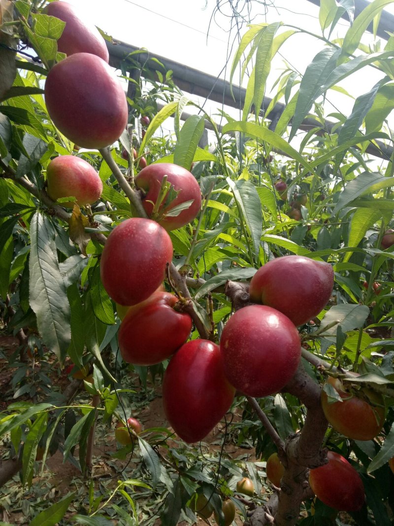 大棚油桃