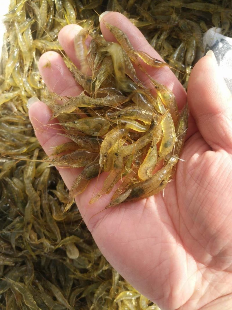 河虾，2公分以下，一手货源，产地直销，全国发货