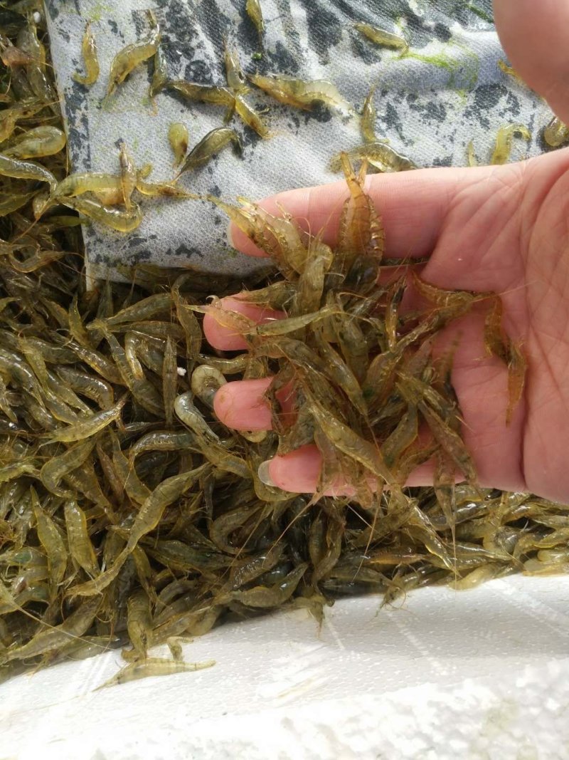 河虾，2公分以下，一手货源，产地直销，全国发货