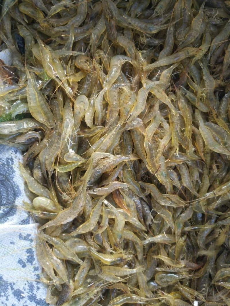 河虾，2公分以下，一手货源，产地直销，全国发货