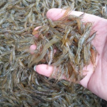 河虾，2公分以下，一手货源，产地直销，全国发货