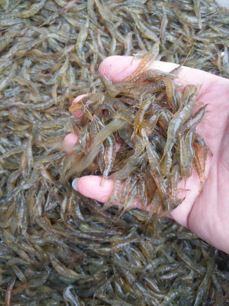 河虾，2公分以下，一手货源，产地直销，全国发货