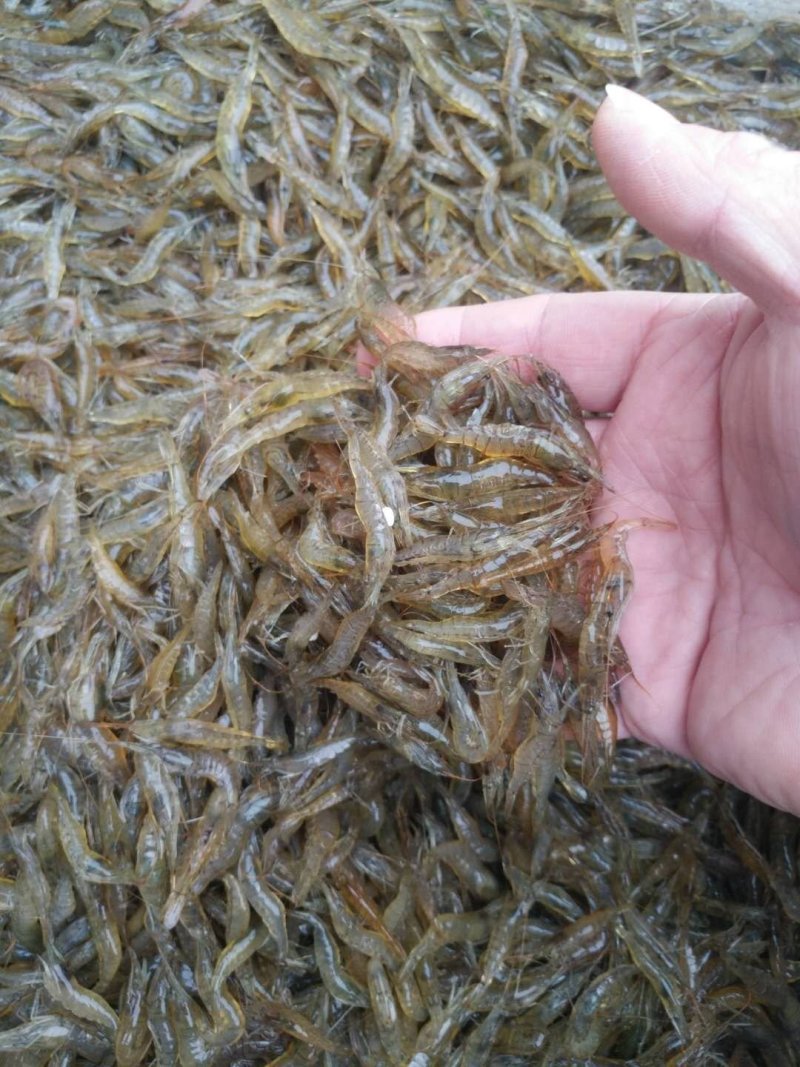 河虾，2公分以下，一手货源，产地直销，全国发货