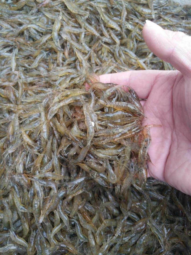 河虾，2公分以下，一手货源，产地直销，全国发货