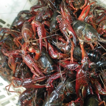 9钱以上青炮，红炮，肉质饱满，全国发货。