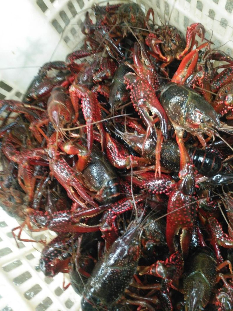 9钱以上青炮，红炮，肉质饱满，全国发货。