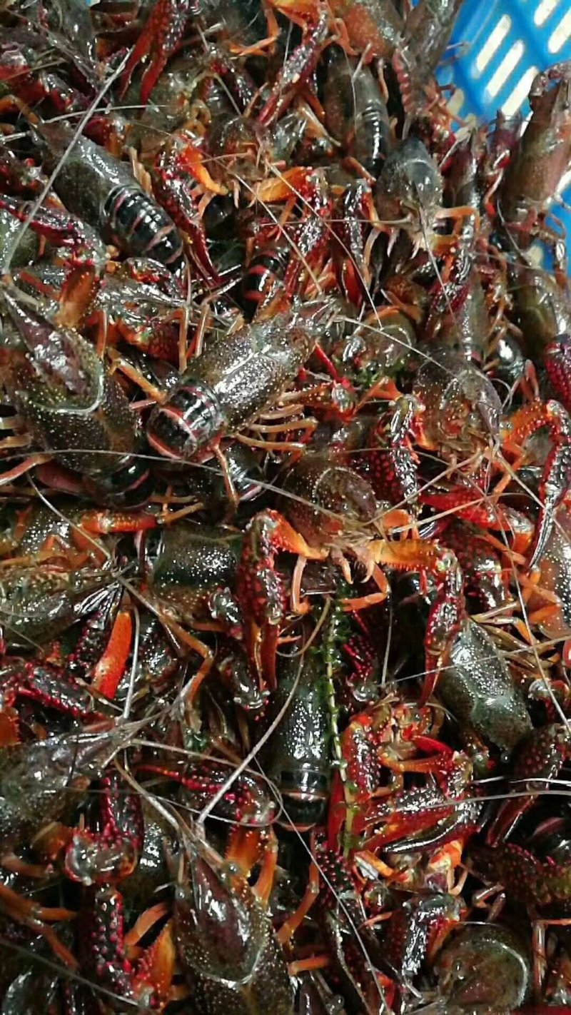 9钱以上青炮，红炮，肉质饱满，全国发货。