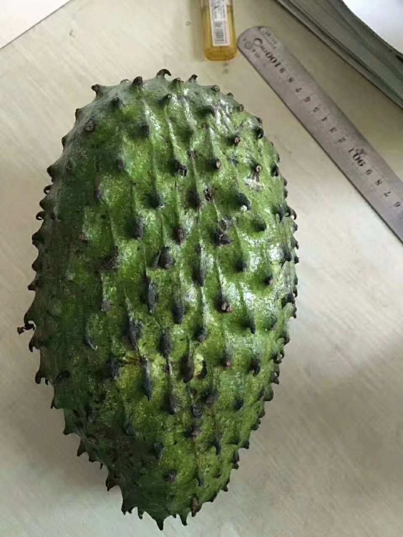 风梨释迦苗