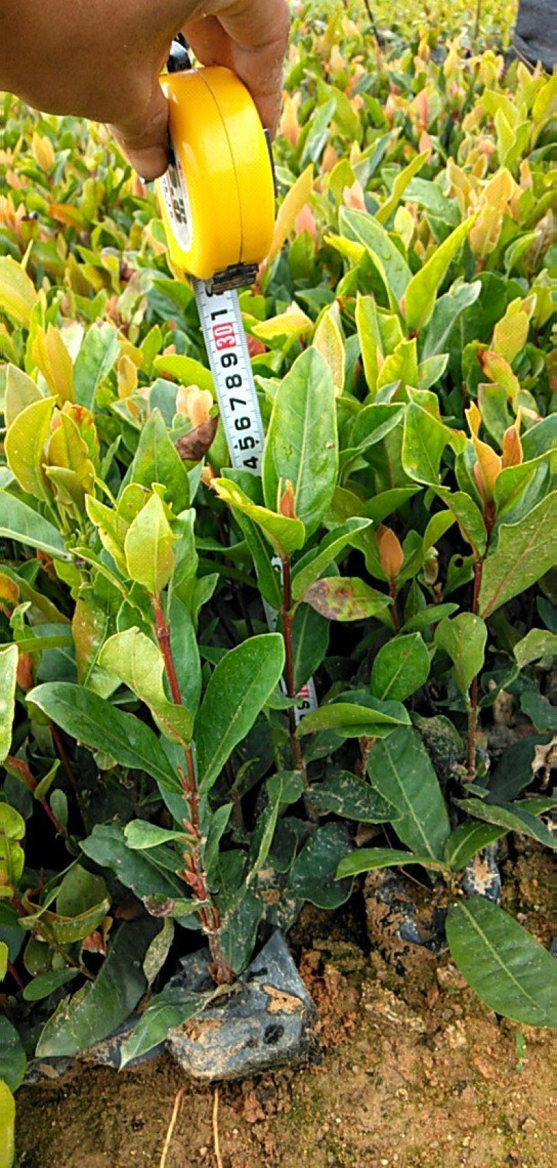 龙船花，各种绿化苗木有需要的联系，量大优惠欢迎新老客户购