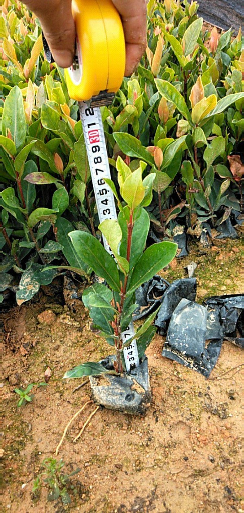 龙船花，各种绿化苗木有需要的联系，量大优惠欢迎新老客户购