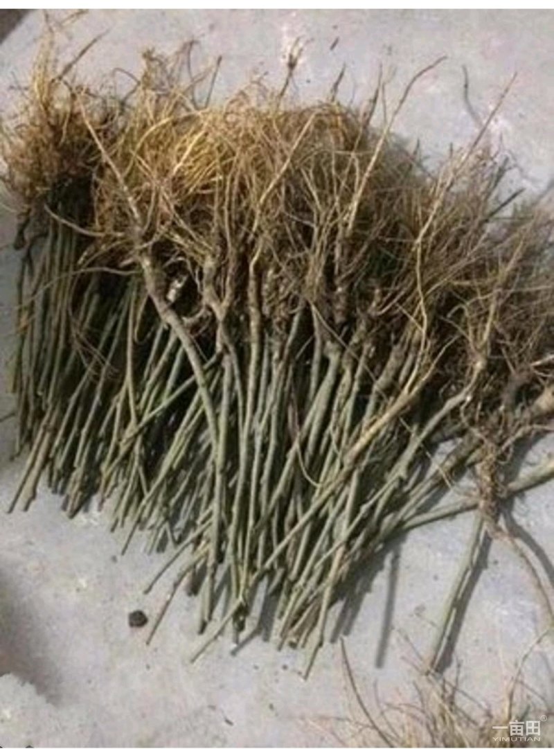 桑树苗果桑树苗桑椹树苗四季桑果树苗南方北方种植当年结