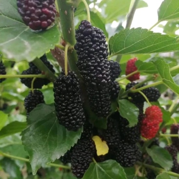 桑树苗果桑树苗桑椹树苗四季桑果树苗南方北方种植当年结