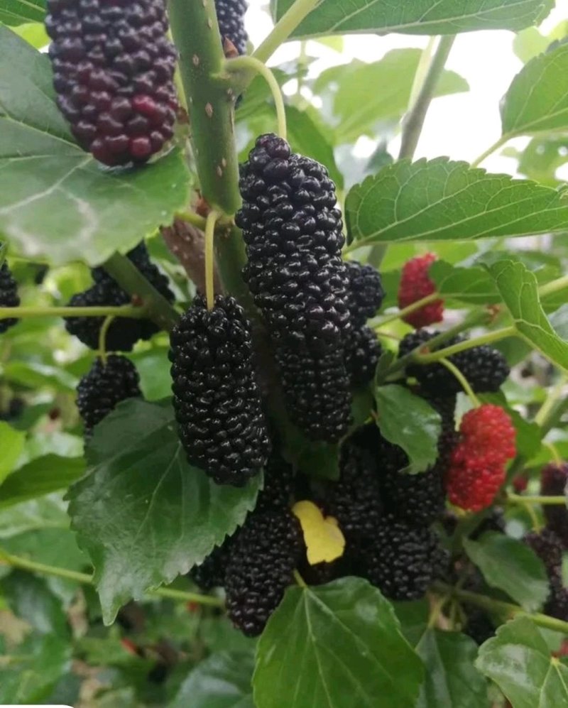 桑树苗果桑树苗桑椹树苗四季桑果树苗南方北方种植当年结
