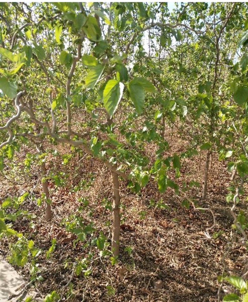 桑树苗果桑树苗桑椹树苗四季桑果树苗南方北方种植当年结