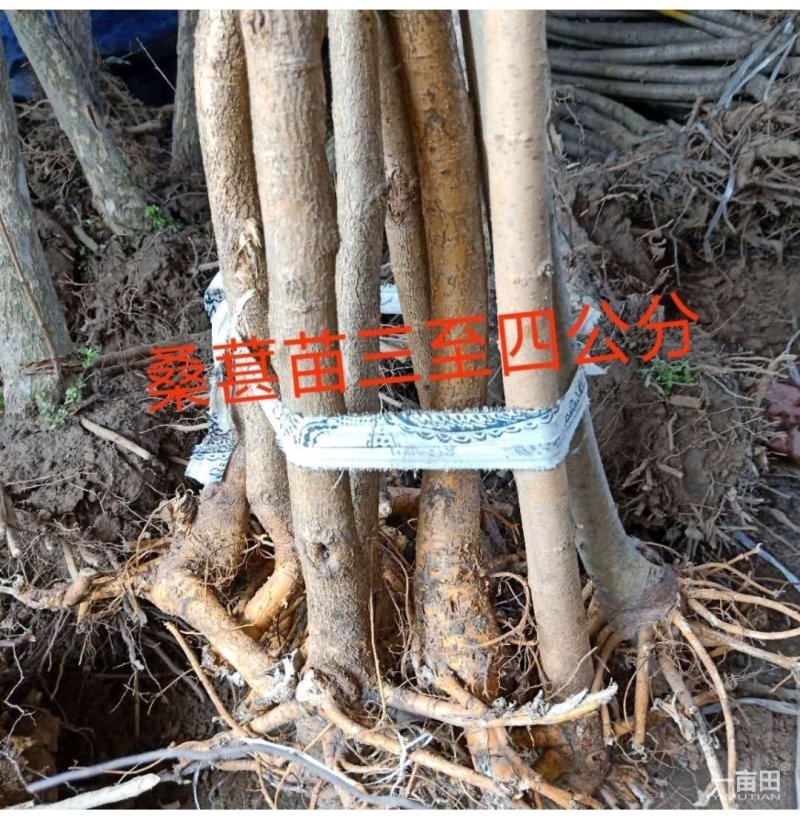 桑树苗果桑树苗桑椹树苗四季桑果树苗南方北方种植当年结