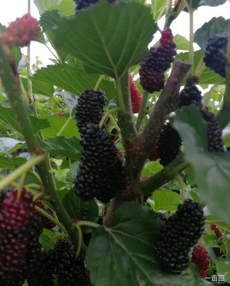 桑树苗果桑树苗桑椹树苗四季桑果树苗南方北方种植当年结