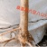 桑树苗果桑树苗桑椹树苗四季桑果树苗南方北方种植当年结
