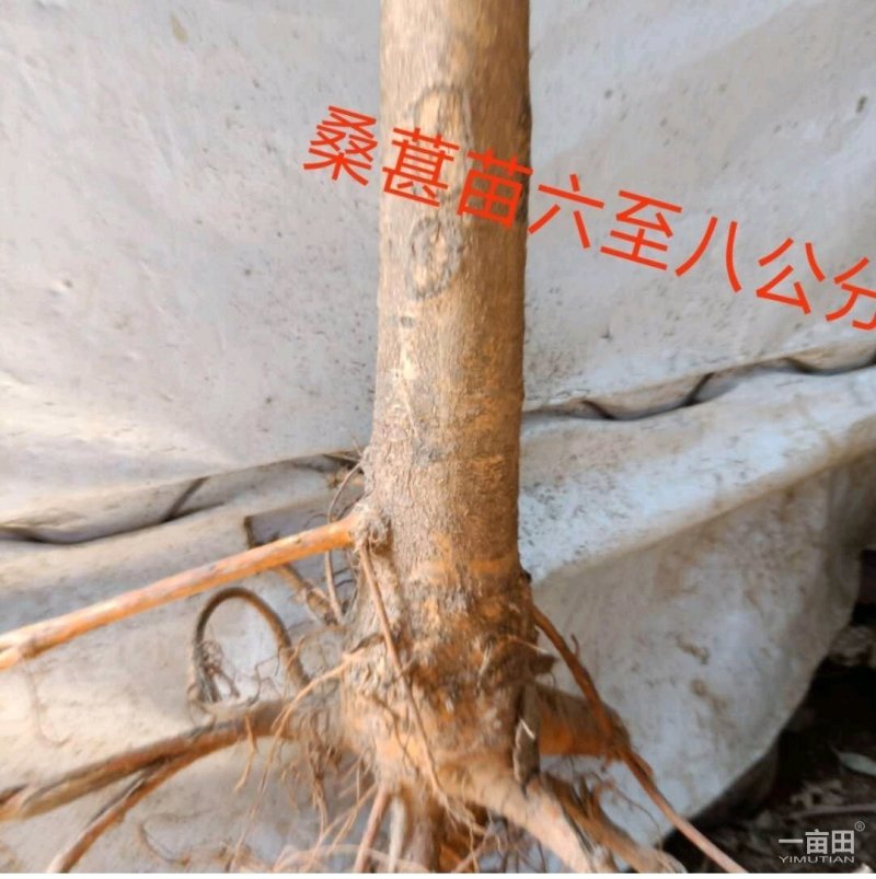 桑树苗果桑树苗桑椹树苗四季桑果树苗南方北方种植当年结
