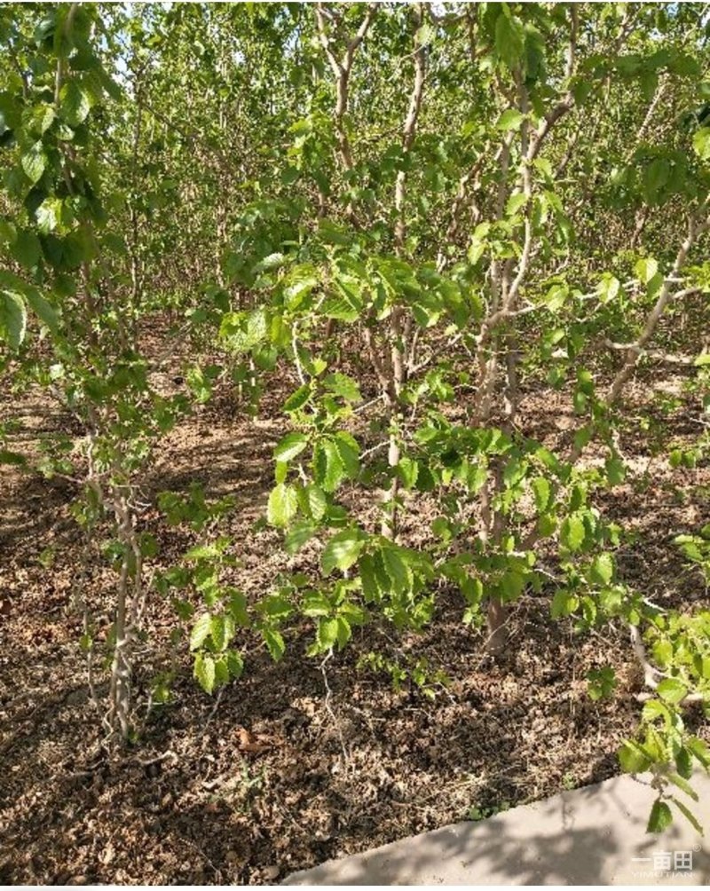 桑树苗果桑树苗桑椹树苗四季桑果树苗南方北方种植当年结
