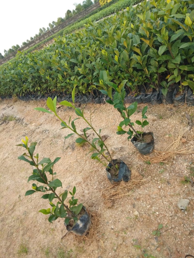 栀子花，各种绿化苗木有需要的联系，量大优惠欢迎咨询
