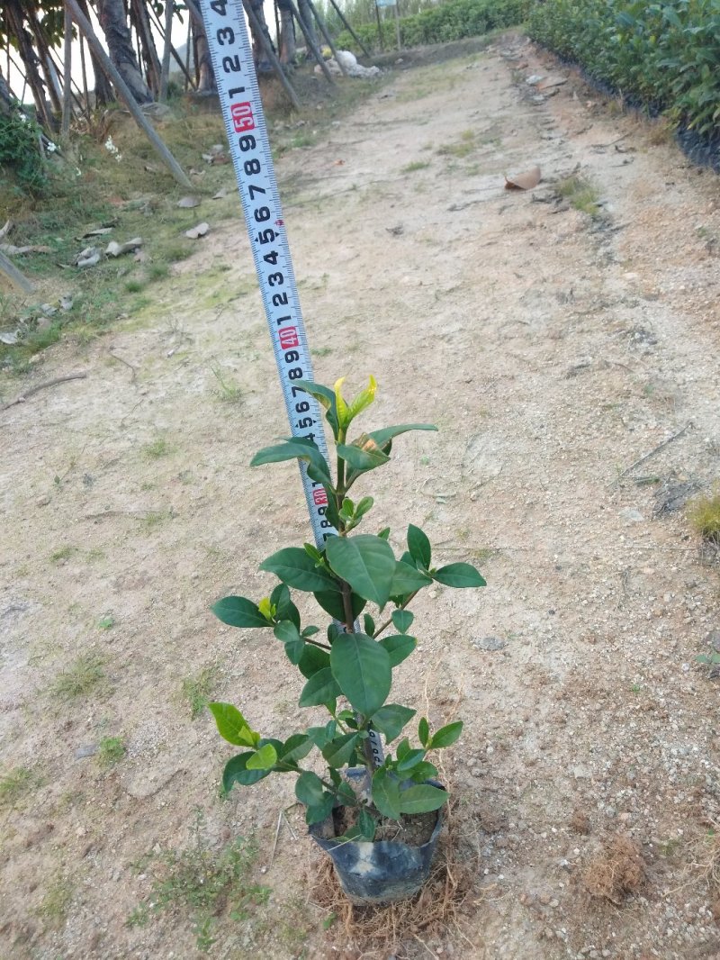 栀子花，各种绿化苗木有需要的联系，量大优惠欢迎咨询
