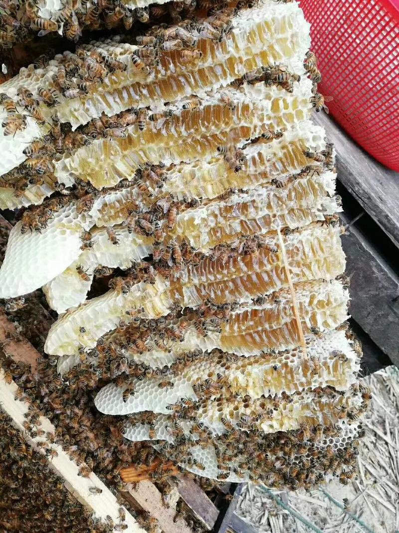 土蜂蜜纯正丰巢蜂蜜