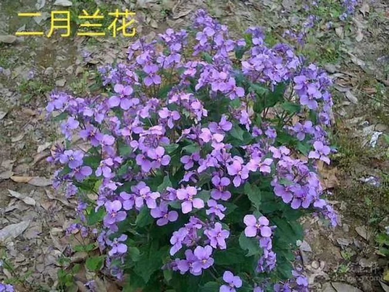 二月兰种子