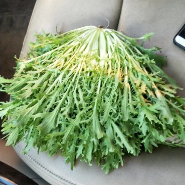 精品苦菊批发苦菊大量上市高端品质货量巨大日供万斤以上