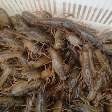 龙虾苗