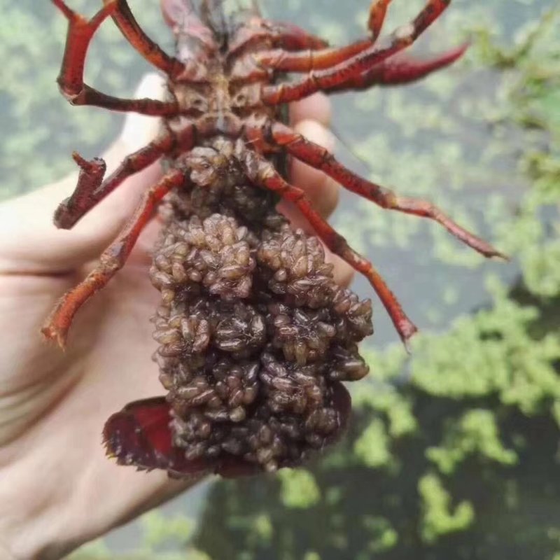 龙虾苗