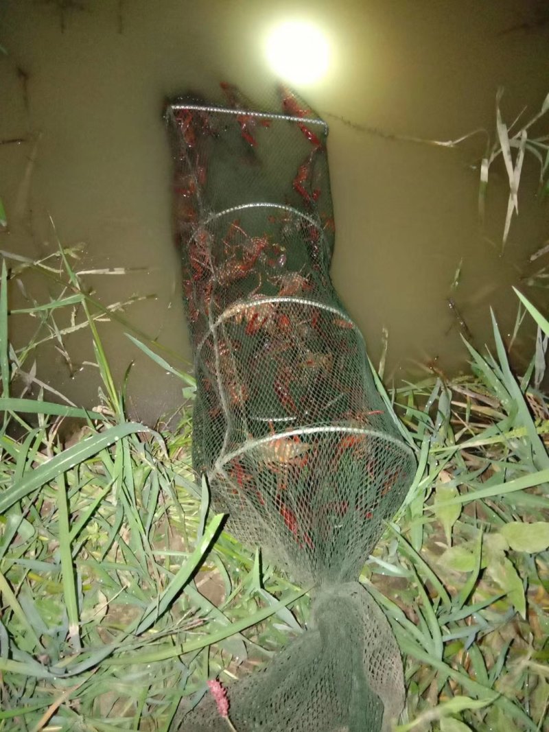 龙虾