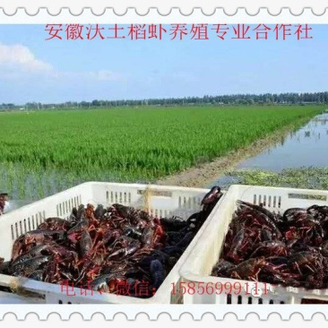 龙虾