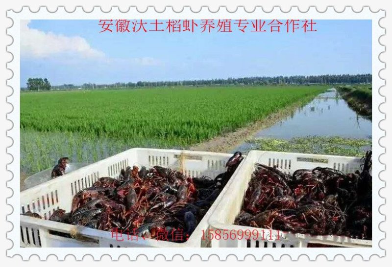 龙虾