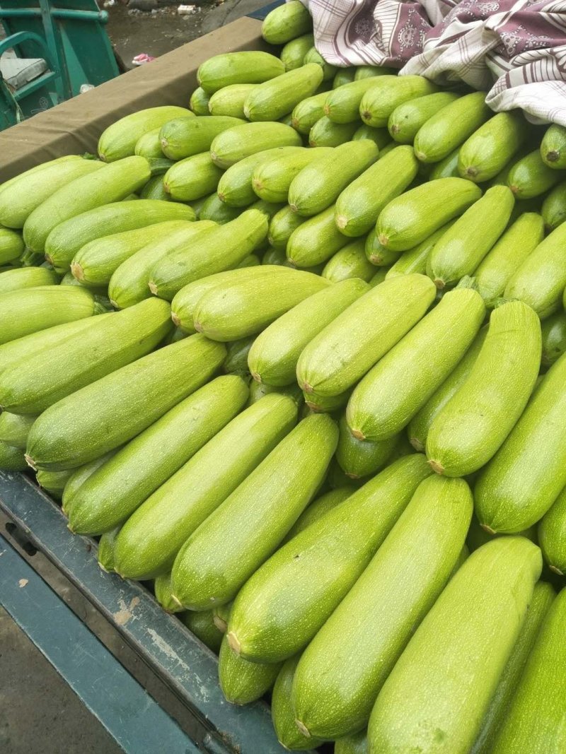 精品绿皮西葫芦6-8两产地直供货源充足调车方便各种包装