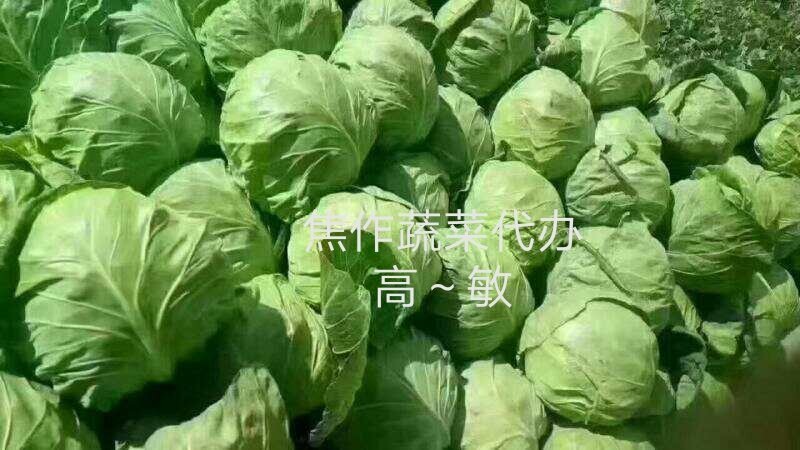 精品甘蓝中甘21/8398绿甘蓝包菜茴子白大量上市