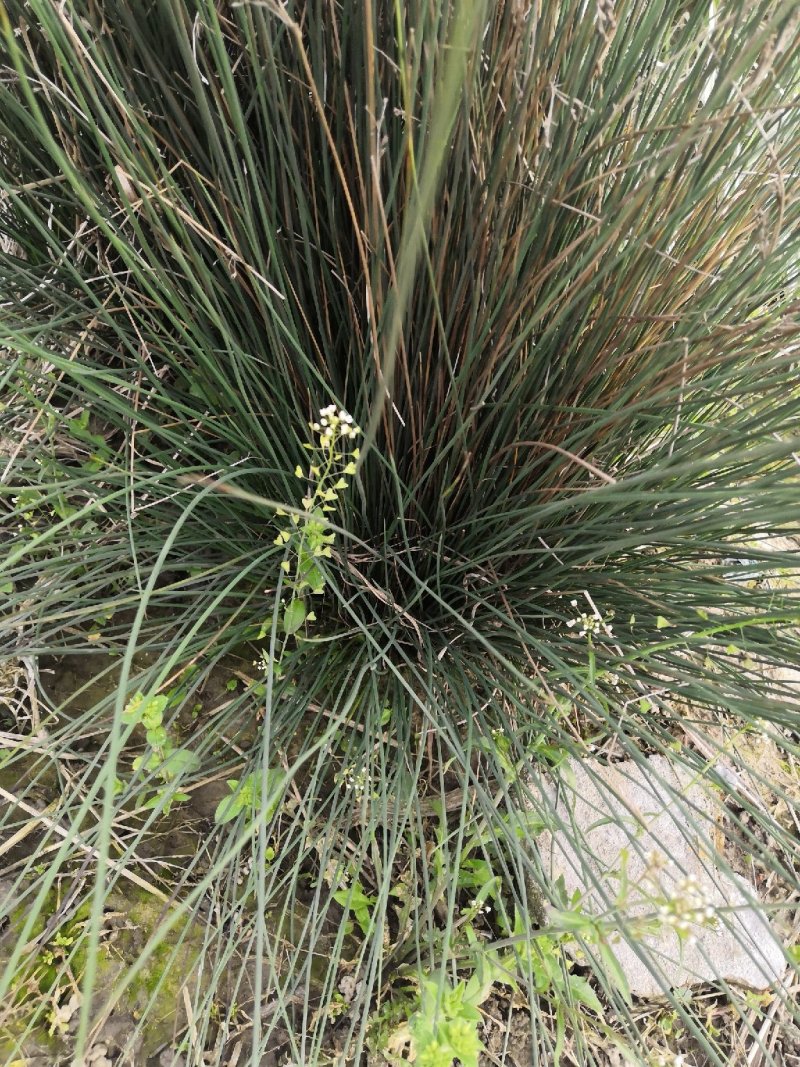 芦苇，水生植物