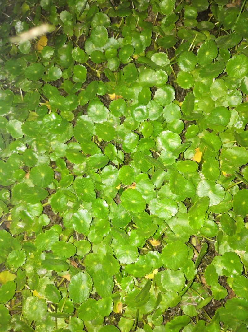 芦苇，水生植物