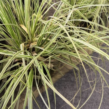芦苇，水生植物