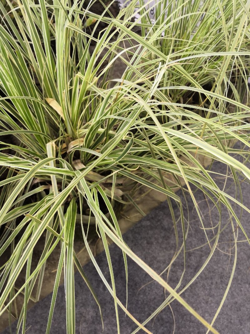 芦苇，水生植物